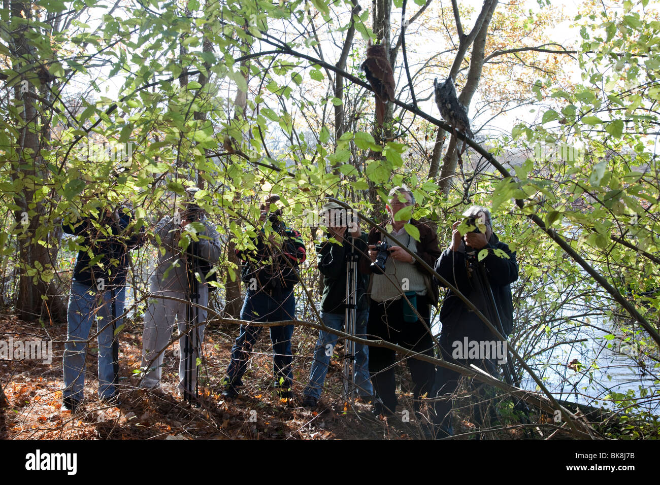 Un gruppo di visitatori fotografia questi due strillo orientale gufi presso il fiume Pocomoke parco dello Stato del Maryland. Foto Stock