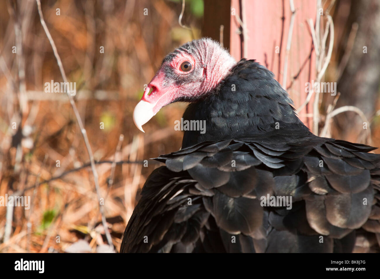 Questo la Turchia vulture presso il fiume Pocomoke parco dello Stato del Maryland è sotto la cura del servizio del parco nazionale. Foto Stock