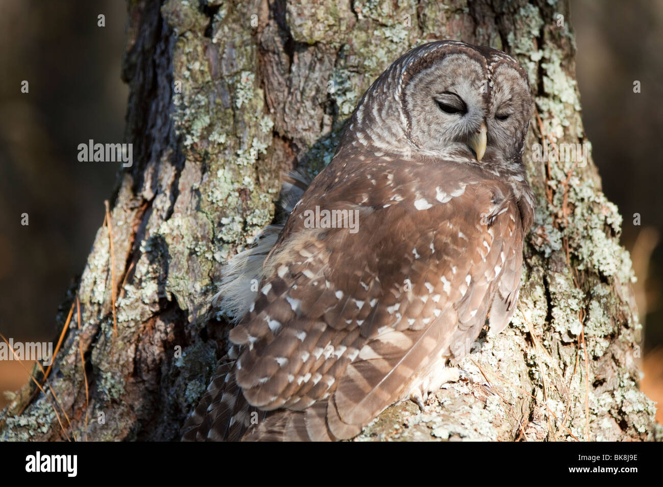 Questo impedito il gufo presso il fiume Pocomoke parco dello Stato del Maryland è sotto la cura del servizio del parco nazionale. Foto Stock