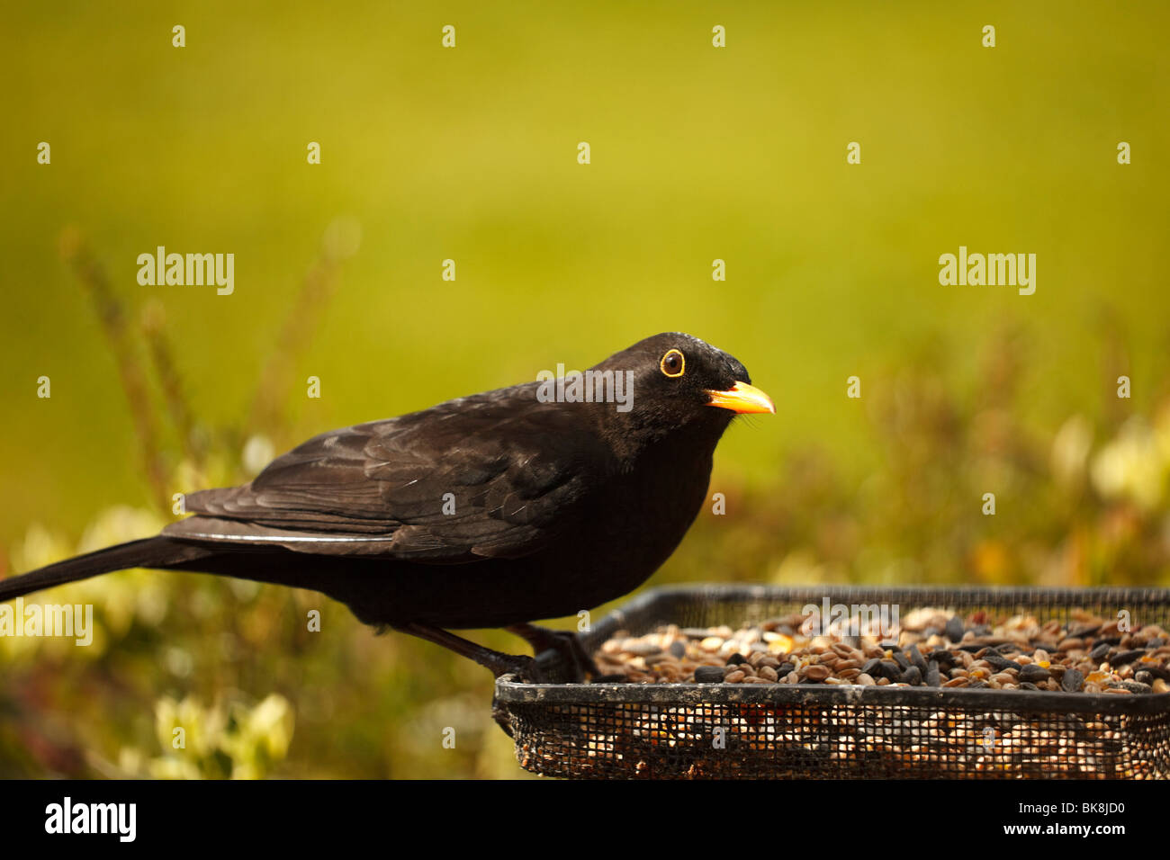 Merlo maschio adulto immagini e fotografie stock ad alta risoluzione ...