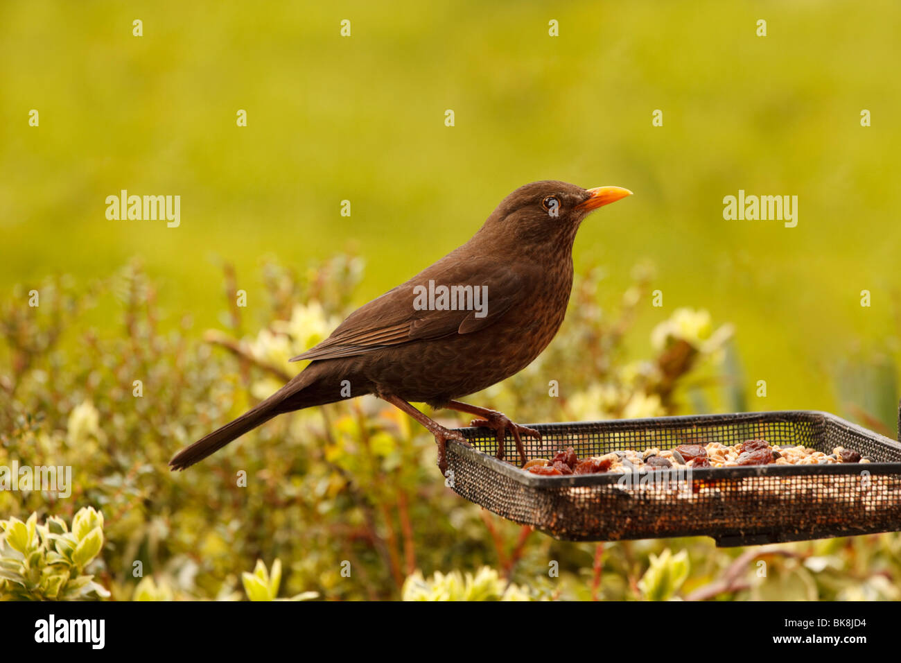 Merlo femmina sull'alimentatore Foto Stock