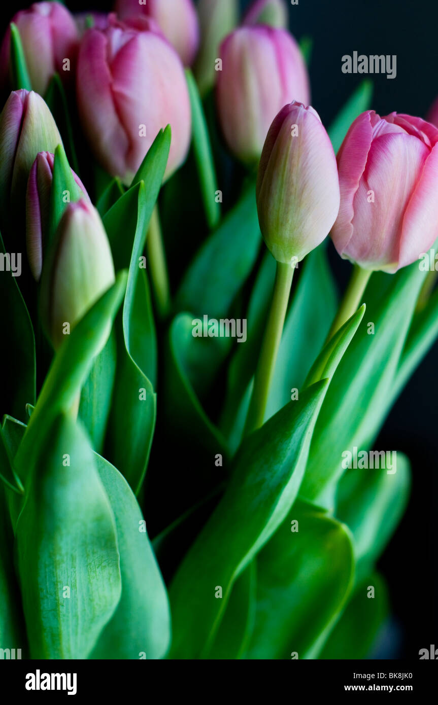 Close up di un mazzo di tulipani rosa su sfondo nero Foto Stock