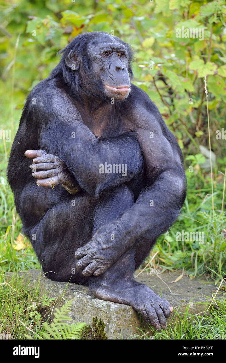 Bonobo maschio (Pan paniscus) seduta Foto Stock