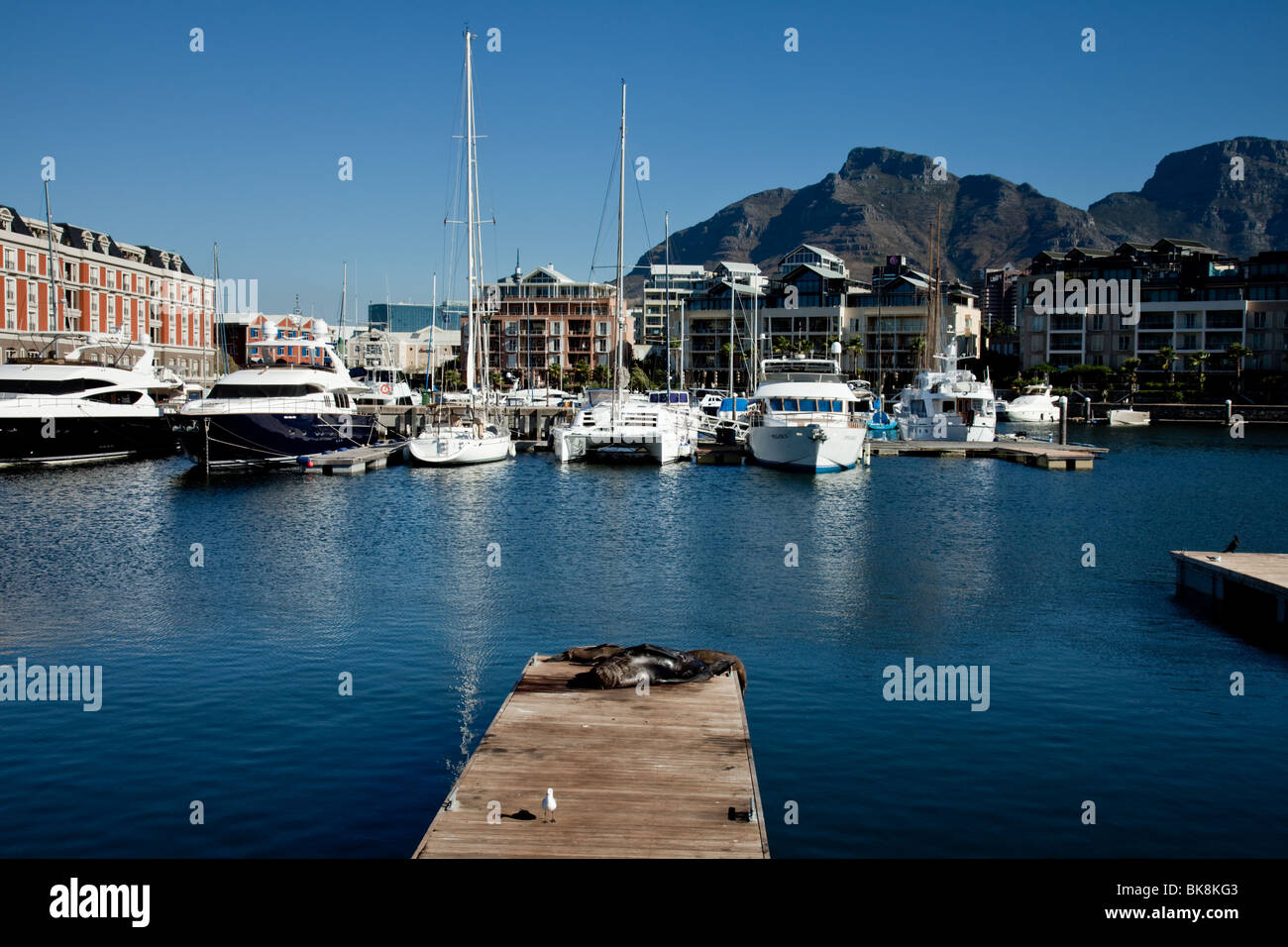 Vista sul bacino portuale di Alfred e Victoria Waterfront di Città del Capo in Sud Africa Foto Stock