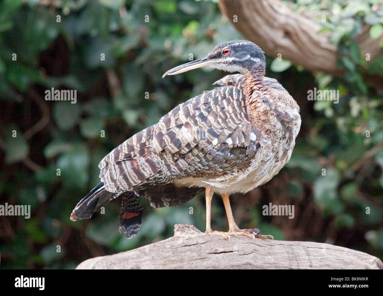 Sunbittern helias (America) Foto Stock