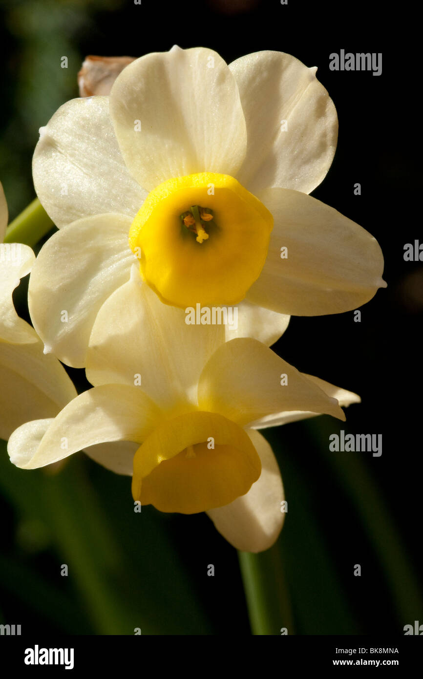 Un fiore in miniatura Minnow daffodil in primavera Foto Stock