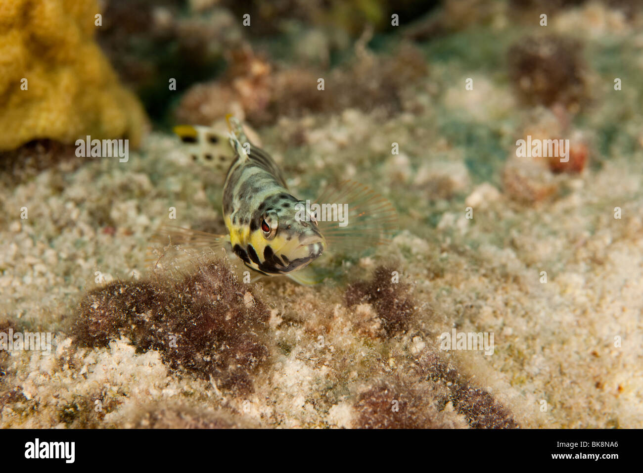Arlecchino Bass (Serranus tigrinus), Bonaire, Antille olandesi Foto Stock