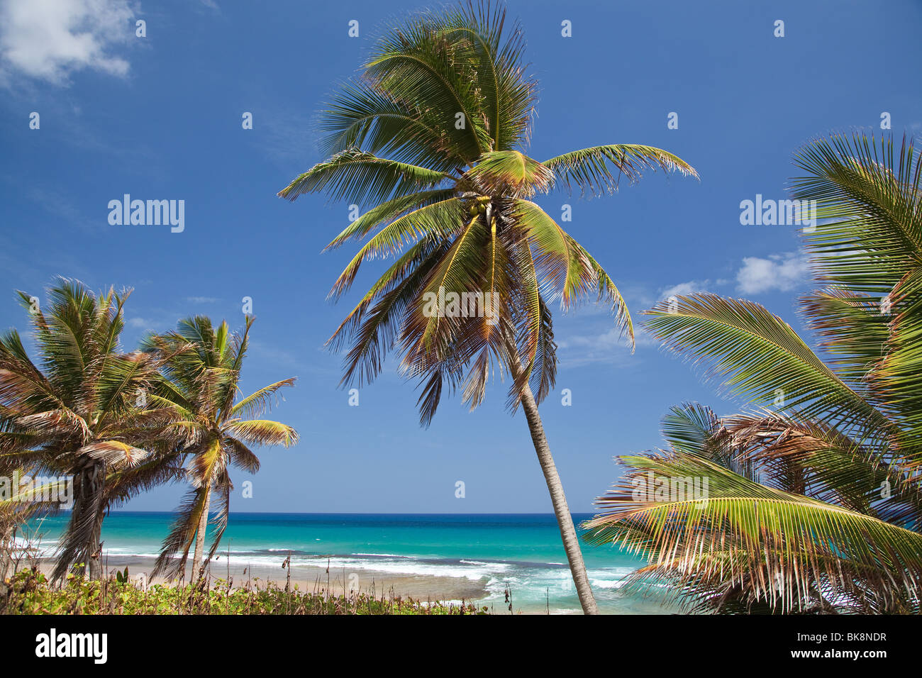Betsabea, East Coast, Barbados, Caraibi Foto Stock