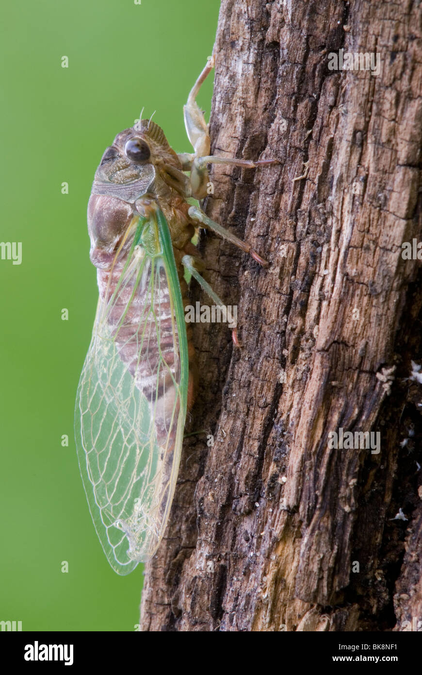 Cicala Dogday Harvestfly Tibicen canicularis dopo emergente dalla pelle nymphal USA orientale, da saltare Moody/Dembinsky Foto Assoc Foto Stock