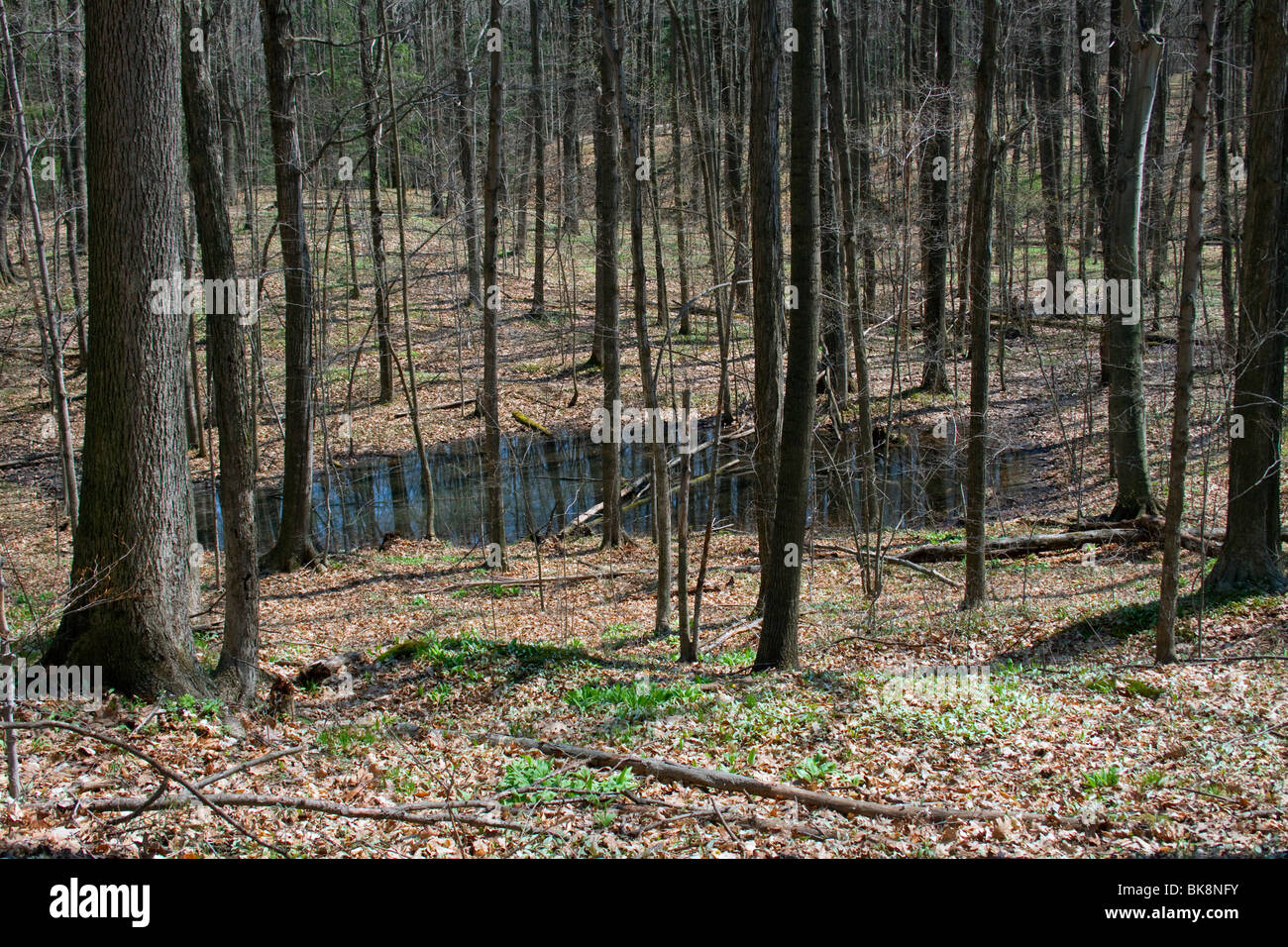 Vernal stagno orientale foresta decidua primi primavera e USA da Carol Dembinsky/Dembinsky Photo Assoc Foto Stock