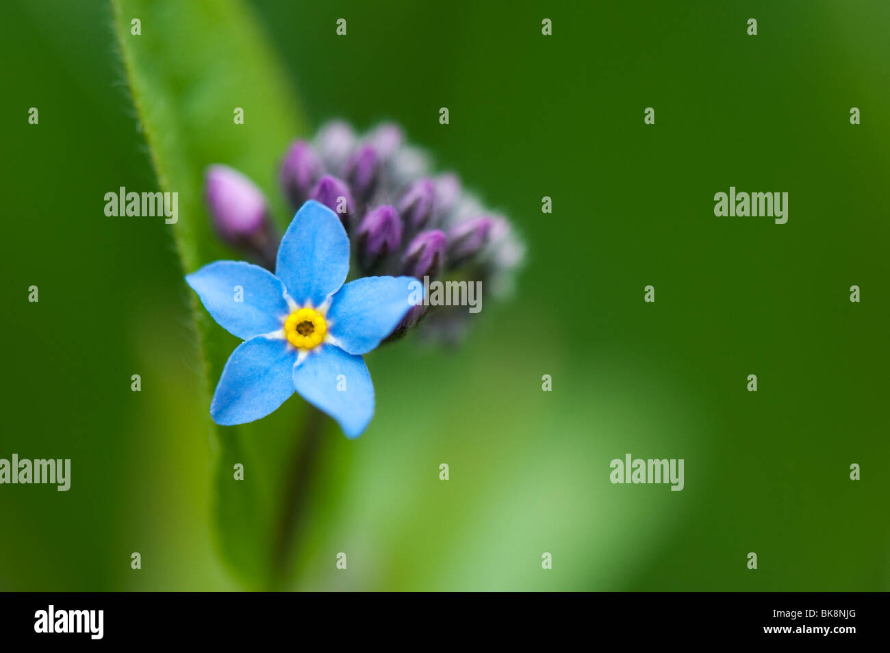 Myosotis sylvatica. Dimenticare-me-non fiore Foto Stock