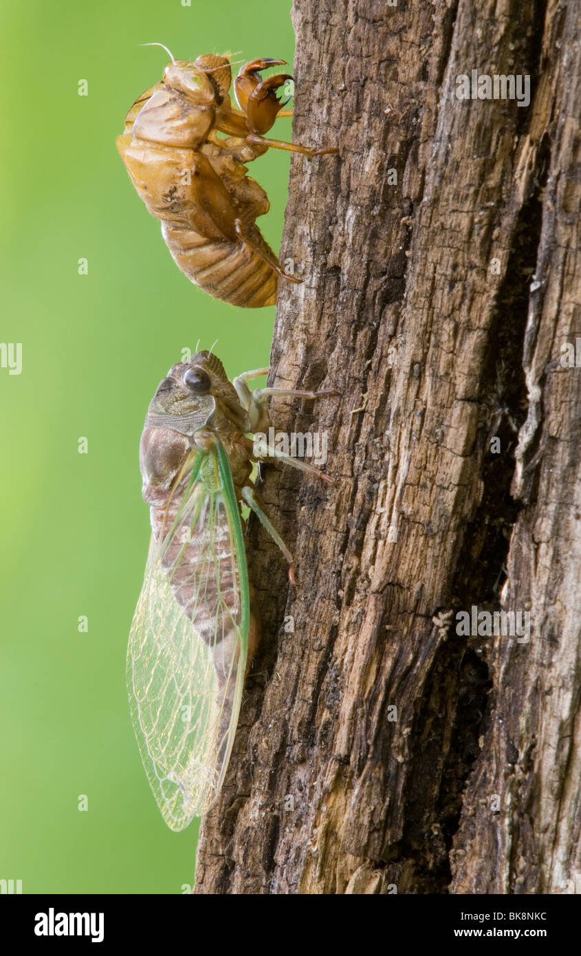 Adulto Cicala Dogday Harvestfly (Tibicen canicularis) appena emersa dalla pelle nymphal USA orientale, da saltare Moody/Dembinsky Foto Assoc Foto Stock