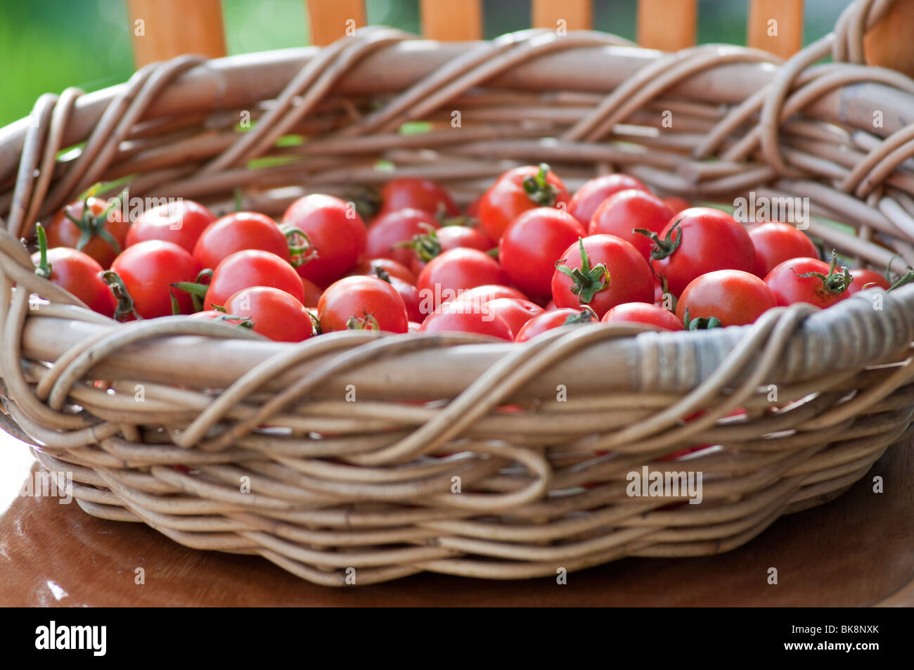 Un cestello di fresco raccolte mature di pomodori ciliegini Foto Stock
