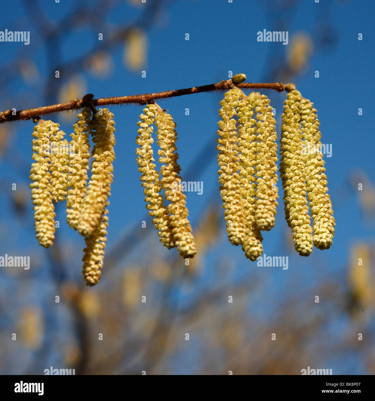 Amenti, Brecon Beacons, Wales, Regno Unito Foto Stock