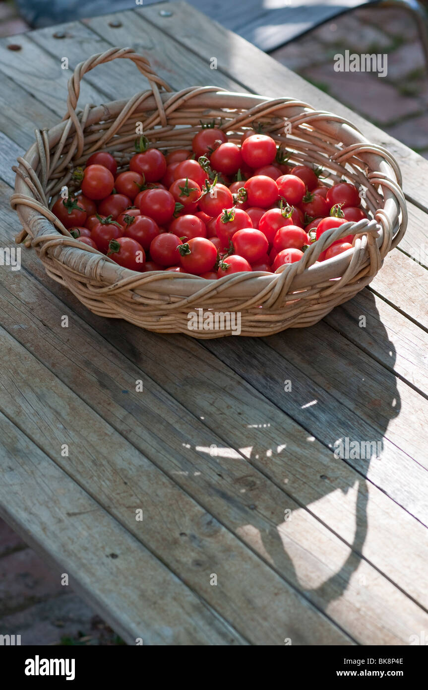Un cestello di fresco raccolte mature di pomodori ciliegini Foto Stock