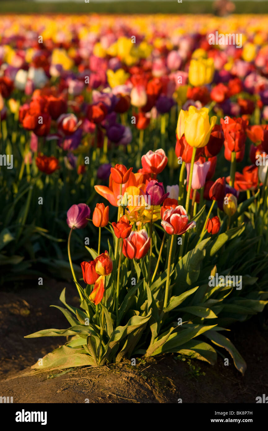Campo di tulipani, fiori e lampadina Woodenshoe Farm Foto Stock