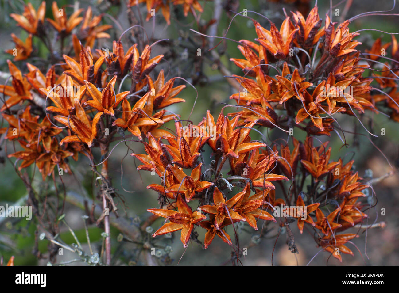 Seedheads Azalea Rhododendron luteum Foto Stock