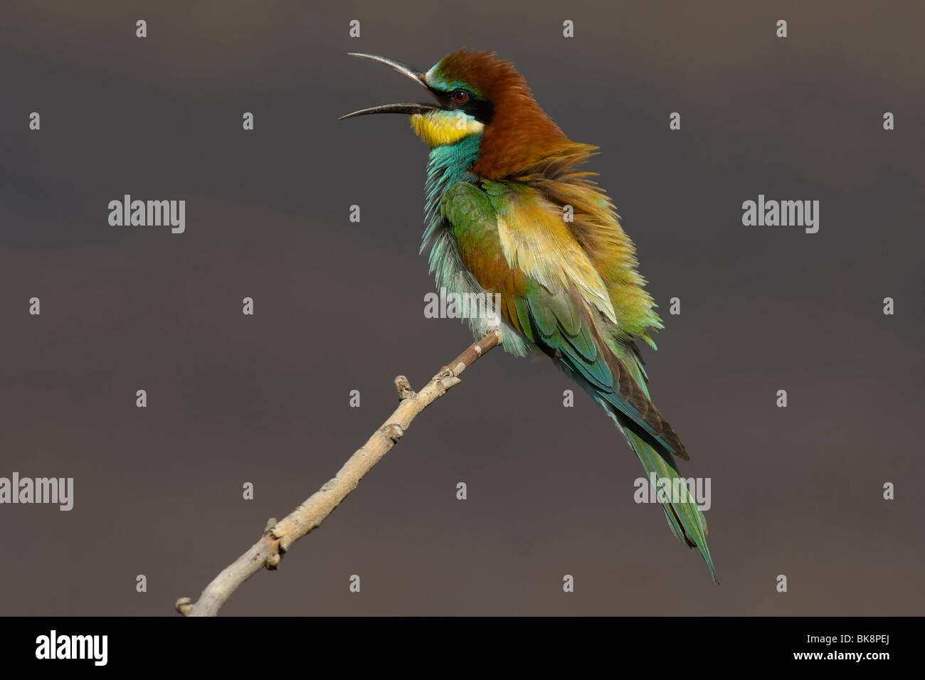 Gruccione in appoggio sul ramo a est del fiume Foto Stock