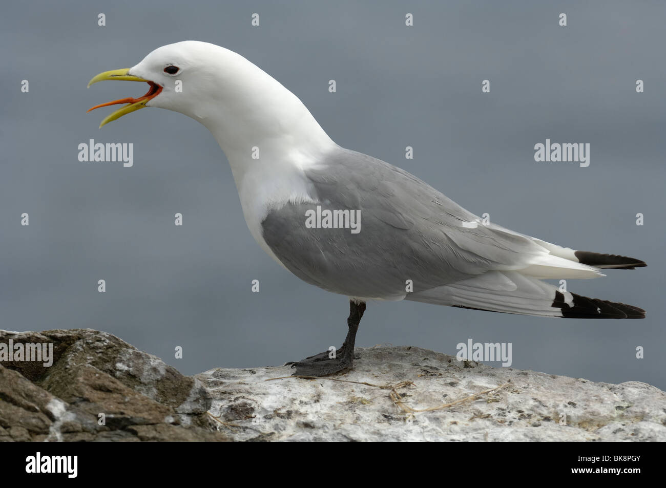 Adulto Kittiwake estate piumaggio chiamando su roccia Foto Stock