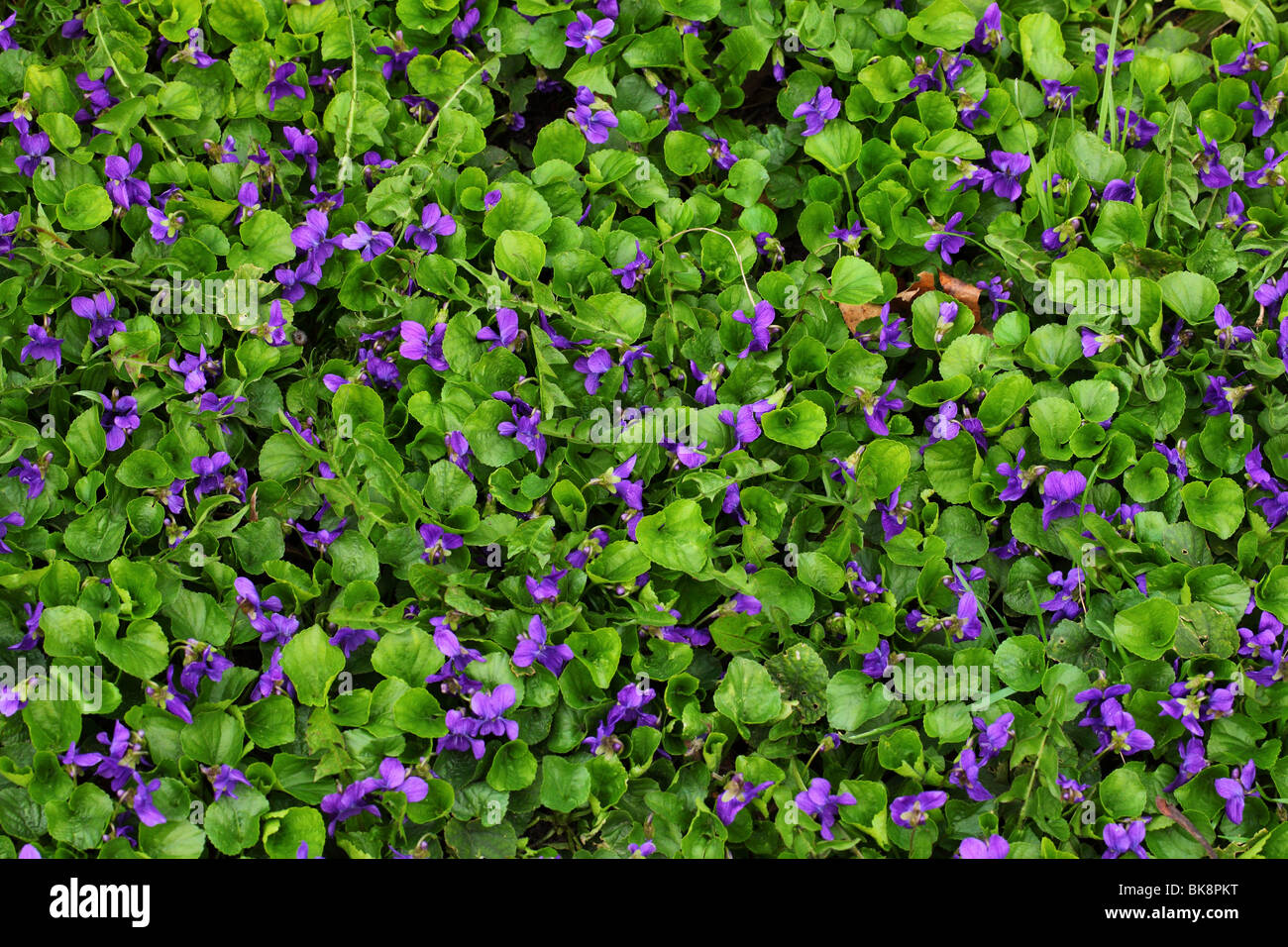 Fiori Viola Viola odorata close up Foto Stock