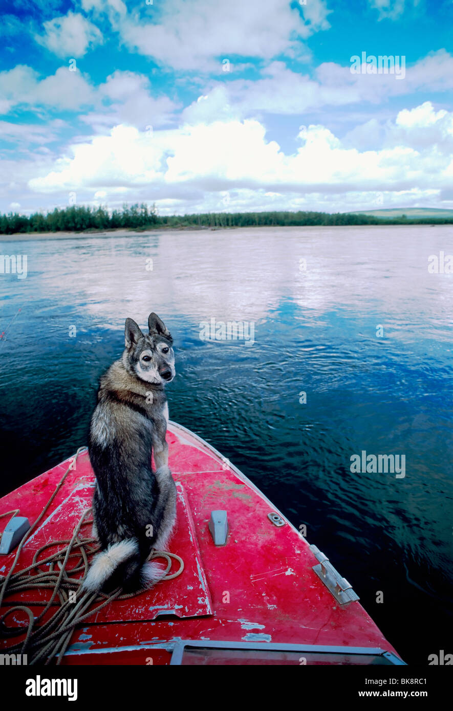 Siberian Laika cane sulla prua di una barca sul fiume Belaya, Chukchi Penninsula, Regione Magadon, ex Unione Sovietica (URSS) Foto Stock