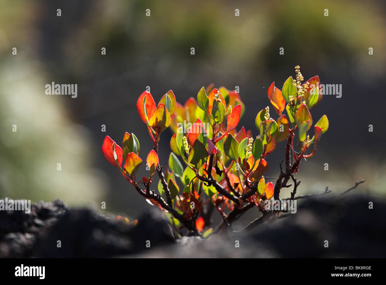 Vinagrera (Rumex lunaria), Giovane pianta, la Palma Isole Canarie Spagna, Europa Foto Stock