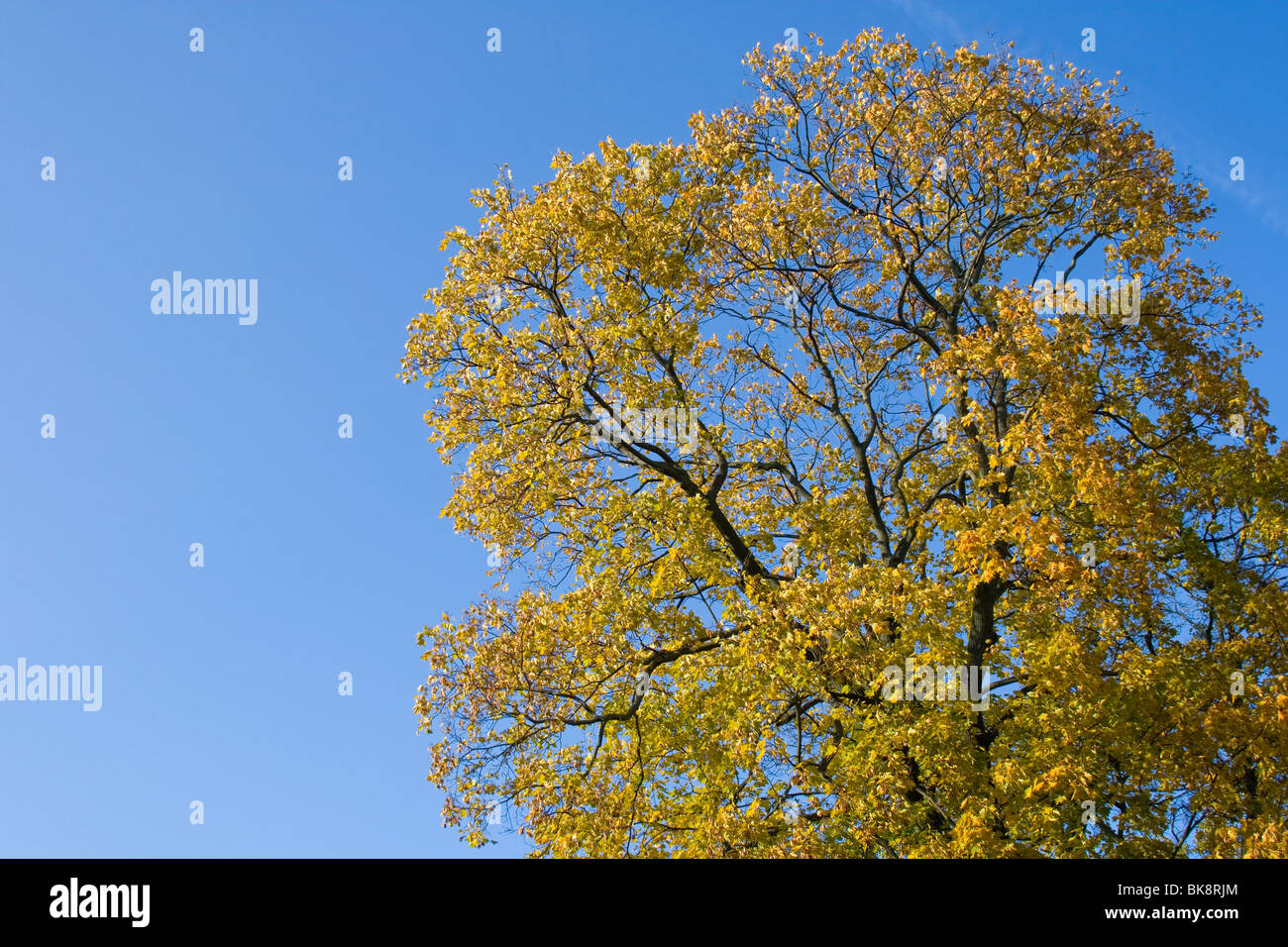 Giallo autunno tree contro il cielo blu e chiaro. Giornata di sole a Riga, Lettonia Foto Stock