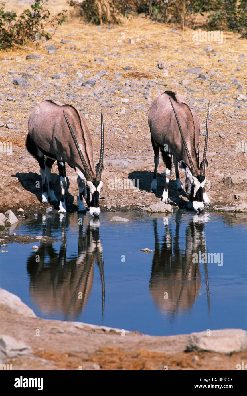 Gemsbok (Oryx Gazella) bevendo un Waterhole, il Parco Nazionale di Etosha, Namibia, Africa Foto Stock