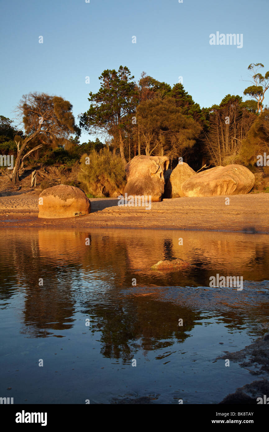 Spia tardiva, Honeymoon Bay, Coles Bay, Parco Nazionale di Freycinet, Penisola di Freycinet, Est della Tasmania, Australia Foto Stock