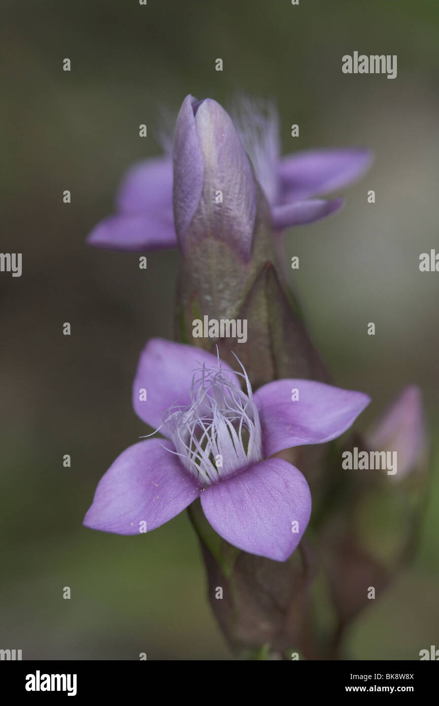 Campo Fiore Genziana Foto Stock