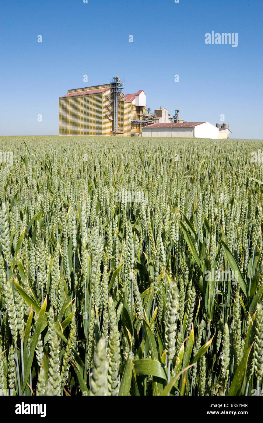 Campo di grano immaturo, mais Foto Stock