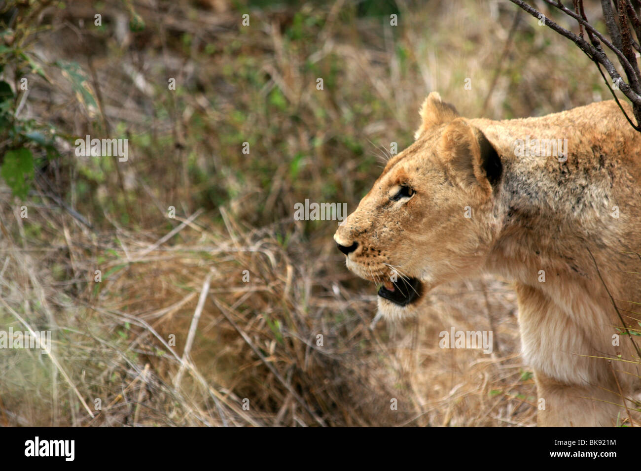 Sud Africa : Leone femmina Foto Stock