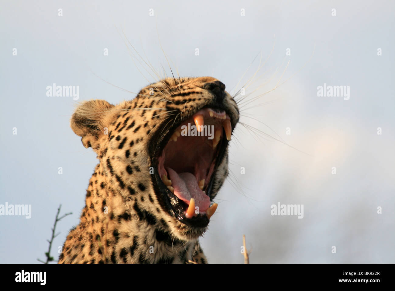 Sud Africa : Leopard Foto Stock