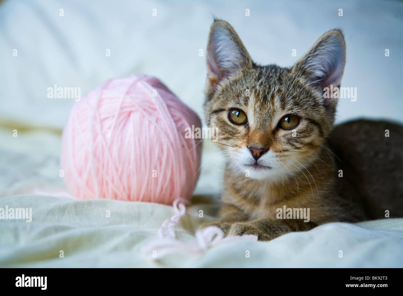 Close-up di un gattino gioca con una palla di filo Foto Stock