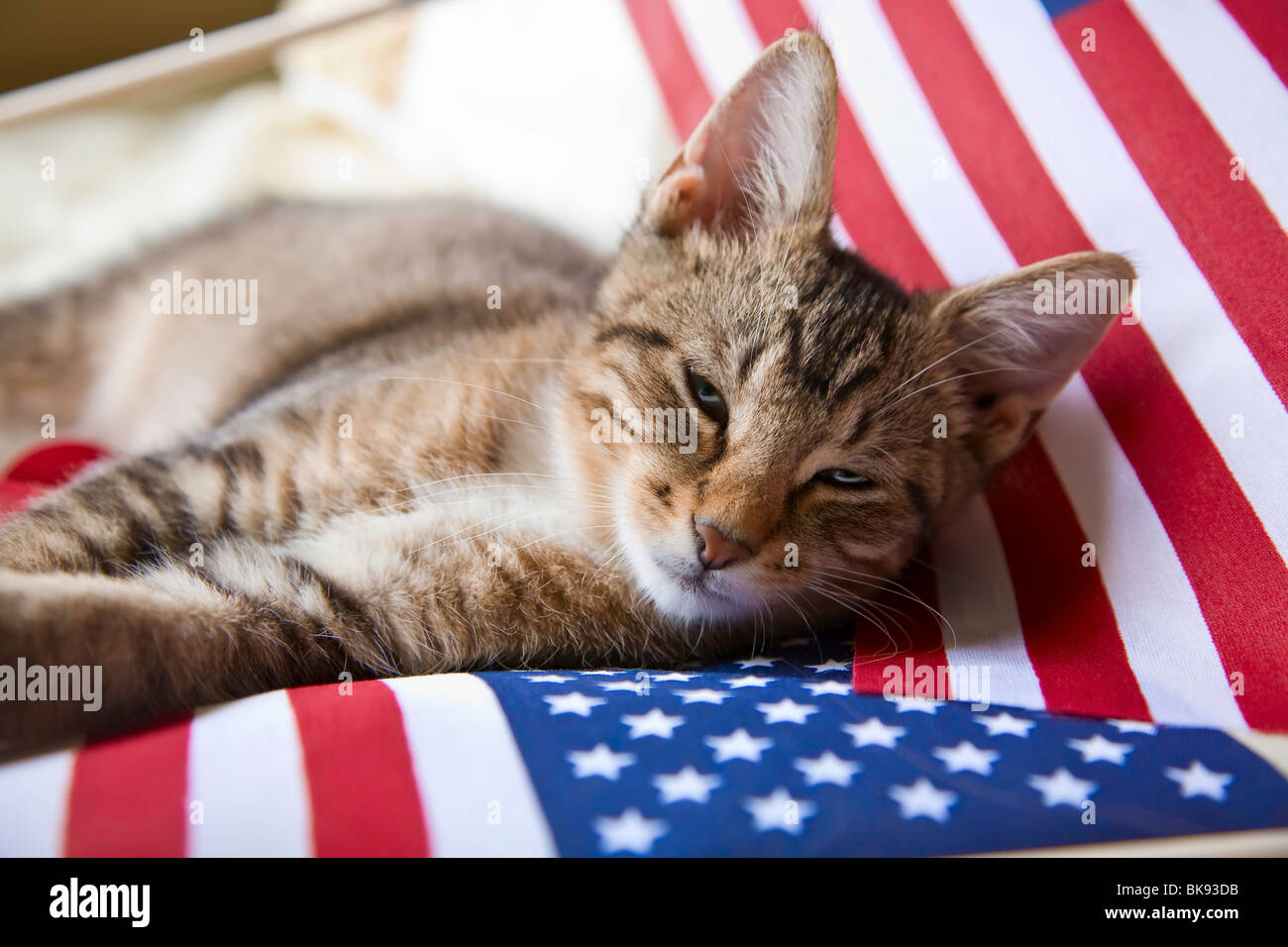 Kitten in appoggio su una bandiera americana Foto Stock