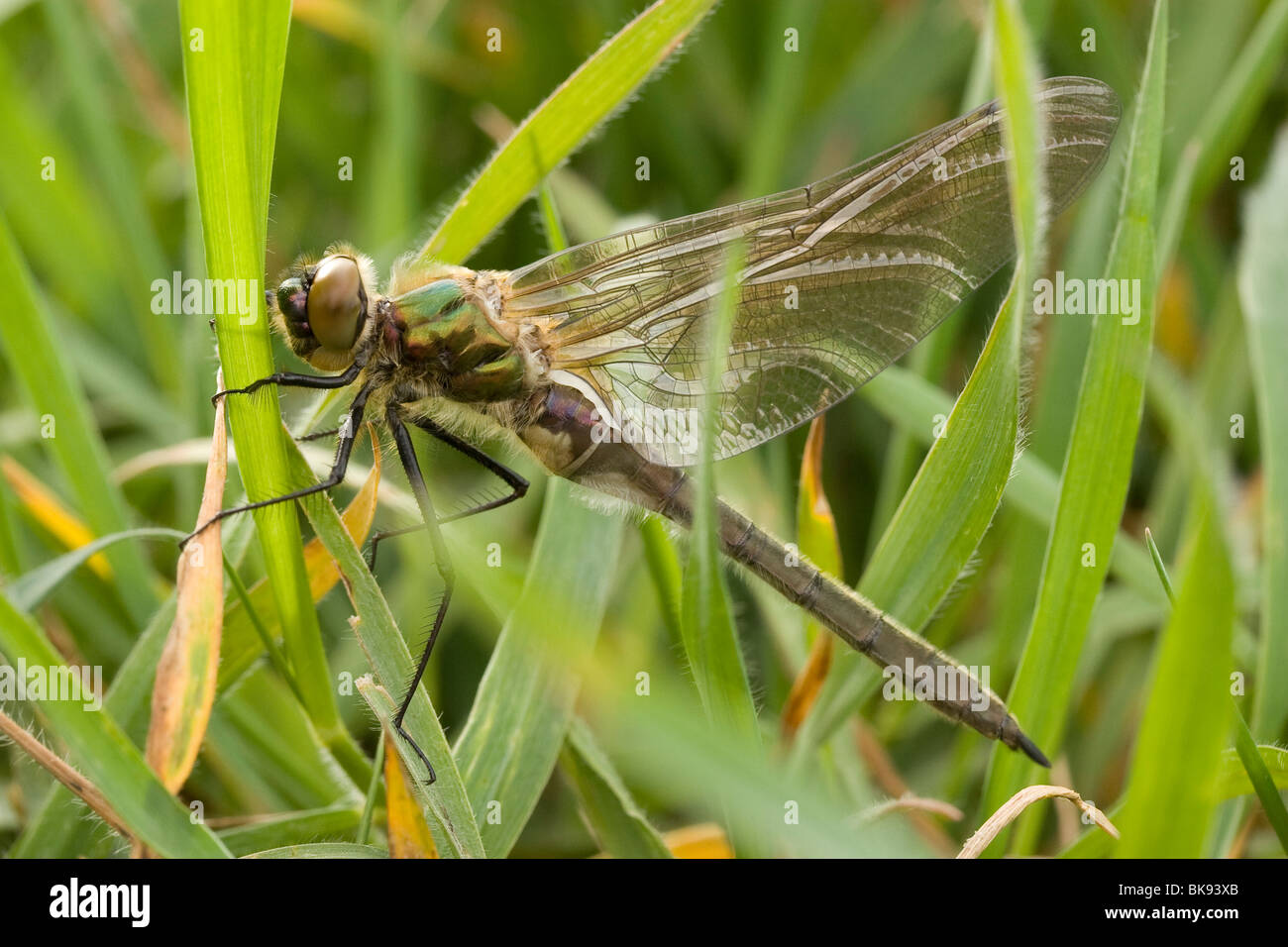 Appena emerso roverella (smeraldo Cordulia aenea) essiccare le sue ali nell'erba. Foto Stock