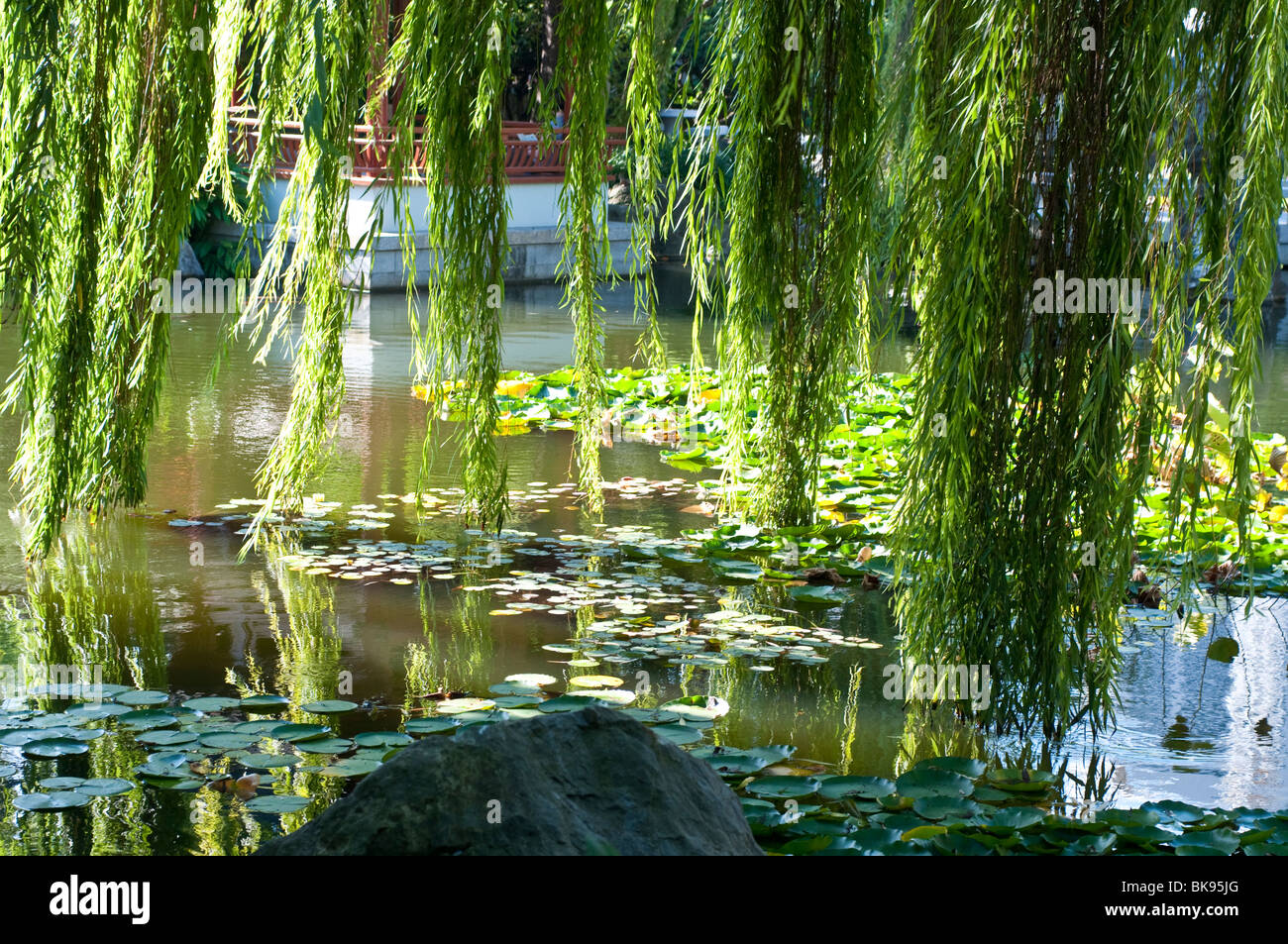 Gli alberi di salice e ninfee nel Giardino Cinese, Sydney, Australia Foto Stock