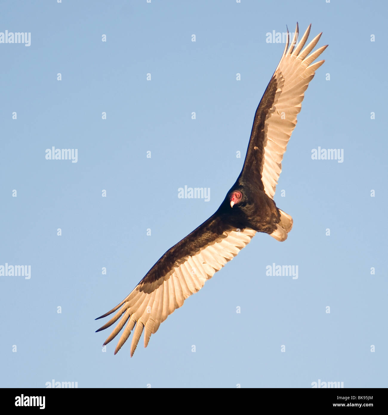 La Turchia vulture volando sopra la costa della California, preso a Santa Barbara Foto Stock