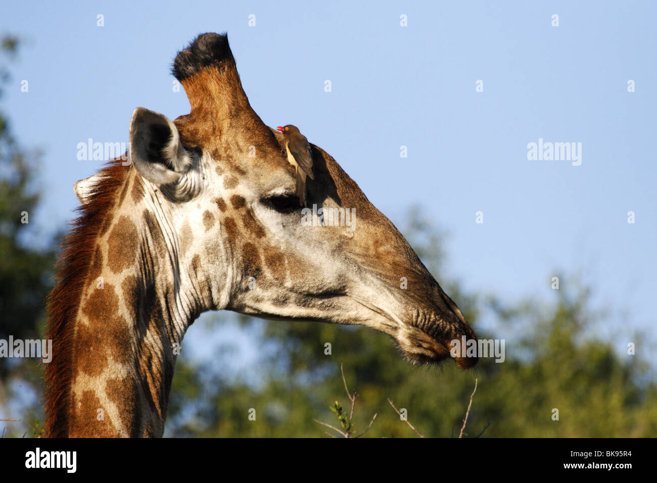 Giraffa meridionale, Kruger, Sud Africa Foto Stock