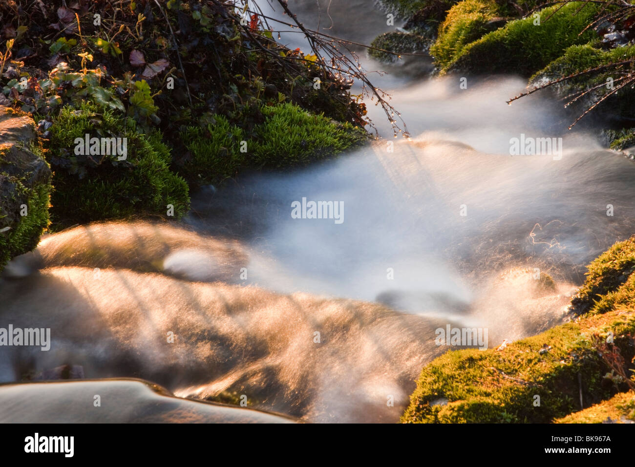 Un flusso in Holehird Gardens in Windermere, Lake District, UK. Foto Stock