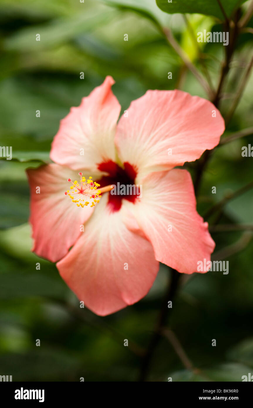 Coral ibisco rosa in fiore all'interno della foresta pluviale Biome all'Eden Project in Cornovaglia Foto Stock