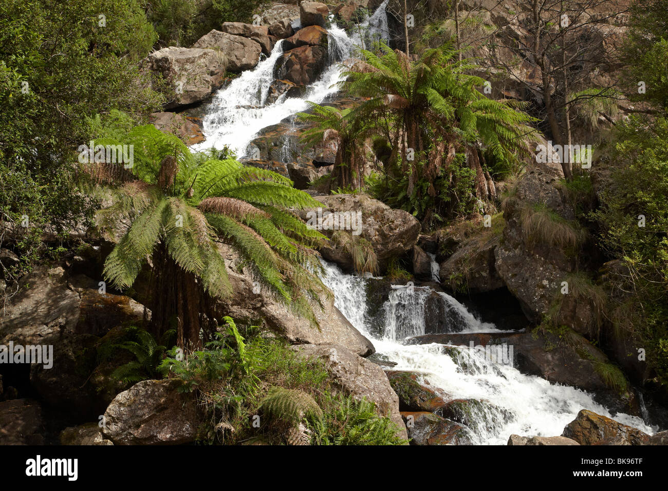 San Columba Falls, San Columba Falls riserva statale, Est della Tasmania, Australia Foto Stock