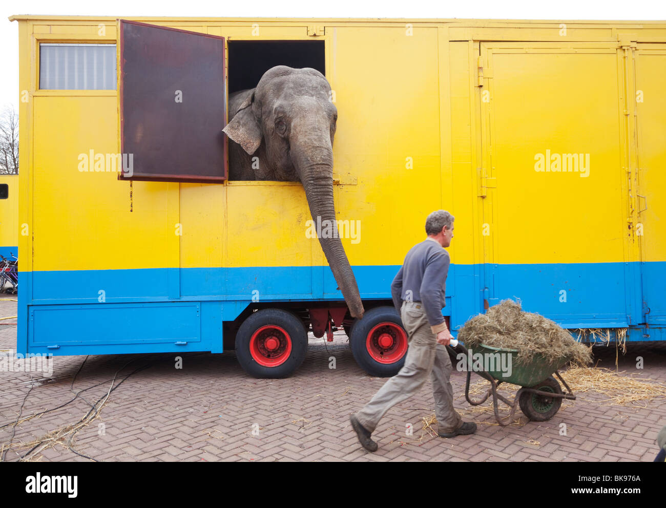 Elefante del circo Foto Stock