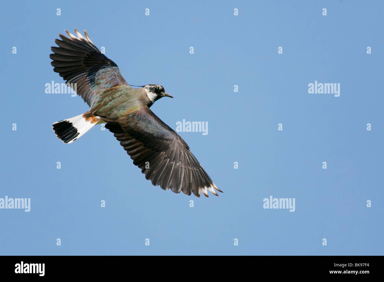 Pavoncella in volo contro un cielo blu chiaro Foto Stock