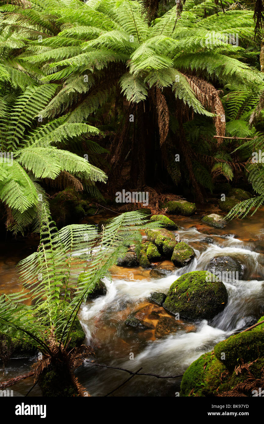 Felci, rocce di muschio e flusso, San Columba Falls riserva statale, Est della Tasmania, Australia Foto Stock