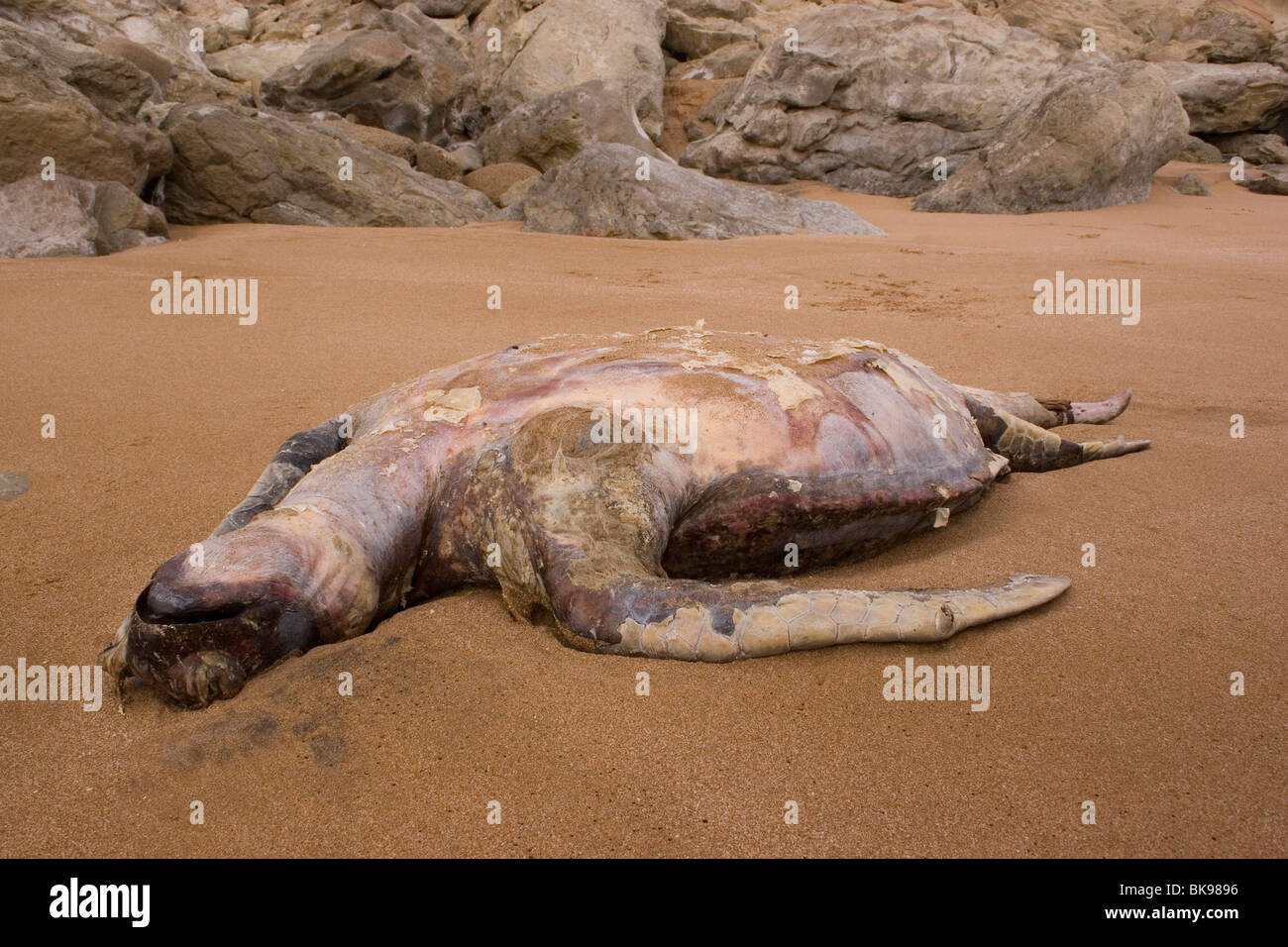 Un drammatico colpo di un morto tartaruga verde (Chelonia Mydas) giacente sulla sua schiena sulla spiaggia di fronte alla spiaggia rocciosa. Foto Stock