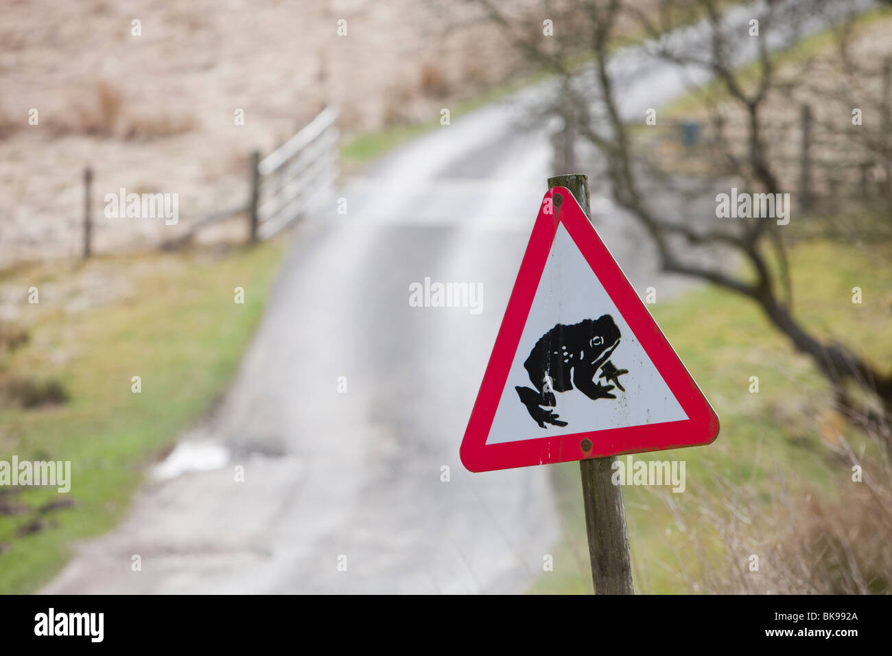 Un Rospo attraversando un cartello di segnalazione su una strada vicino al serbatoio di scorte in Lancashire, Regno Unito. Foto Stock