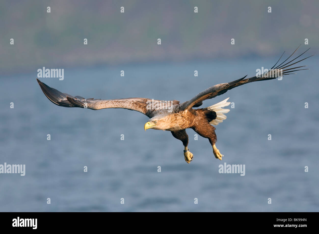 White Tailed sea eagle in volo su un mare azzurro con scogliere in gackground Foto Stock