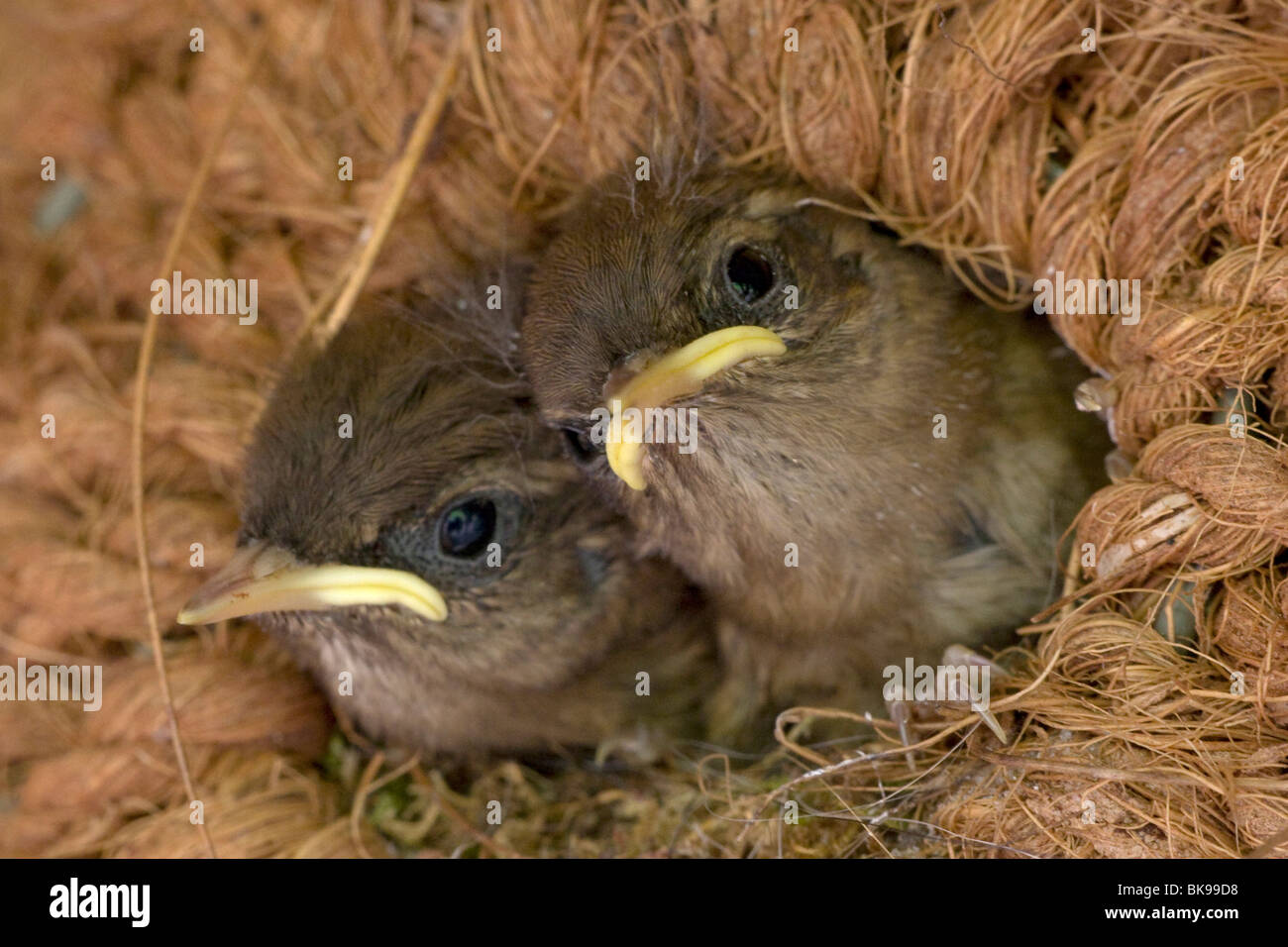 Due giovani Wren in un nido Foto Stock
