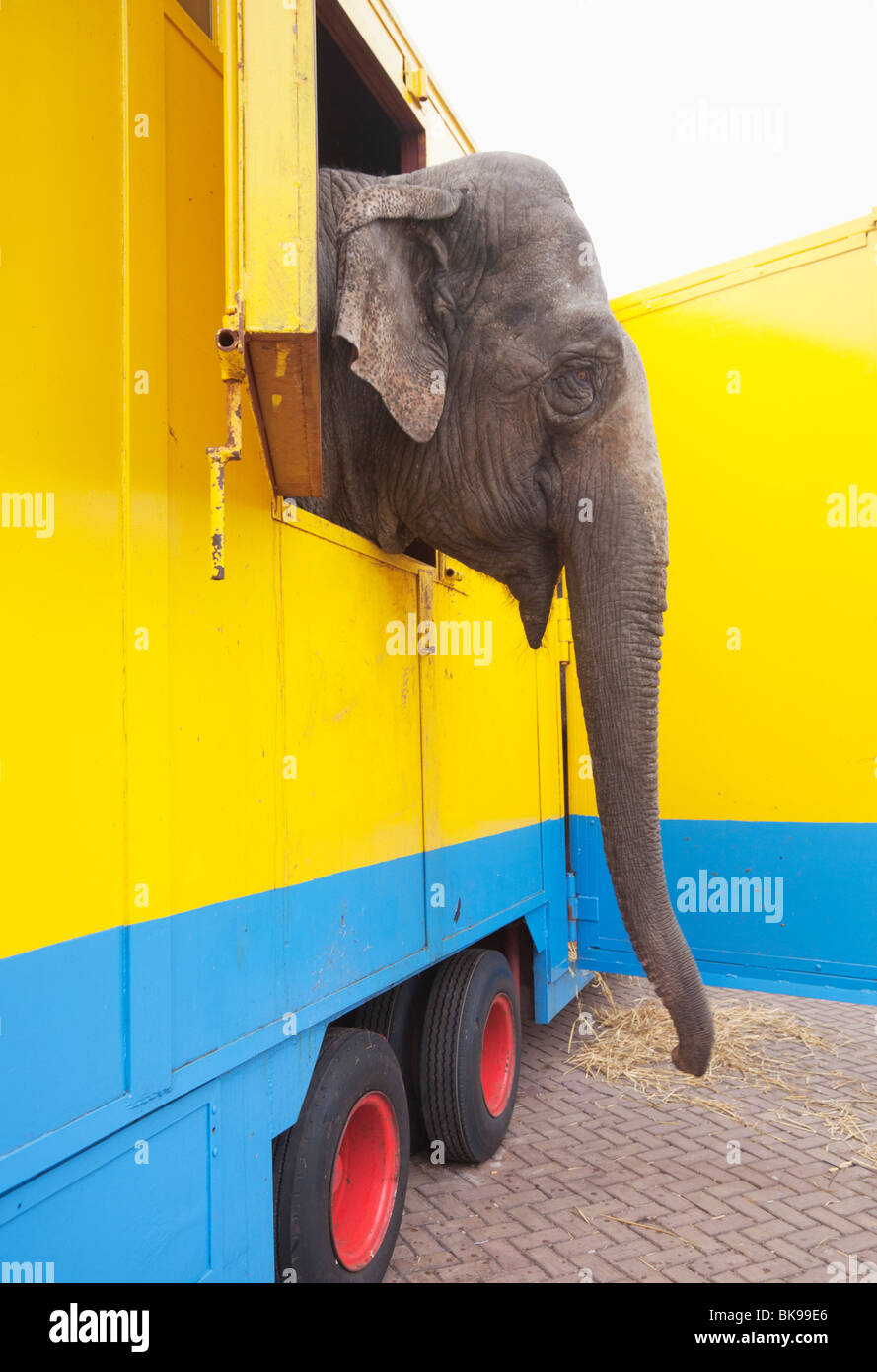 Elefante del circo Foto Stock